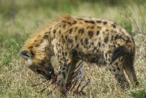 hyena äter, kruger nationell parkera, söder afrika. foto