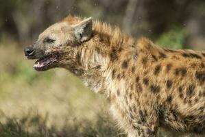 hyena äter, kruger nationell parkera, söder afrika. foto