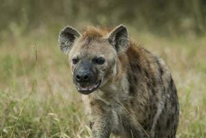 hyena äter, kruger nationell parkera, söder afrika. foto