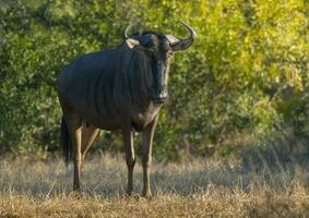 svart gnu, kruger nationell parkera, söder afrika foto