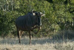svart gnu, kruger nationell parkera söder afrika foto