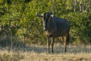 svart gnu, kruger nationell parkera söder afrika foto