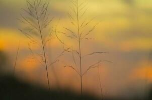 pampas gräs landskap på solnedgång, la pampa provins, argentina foto