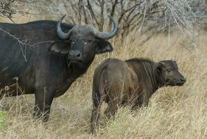 cape buffel mor och kalv, kruger nationell parkera, söder afrika. foto