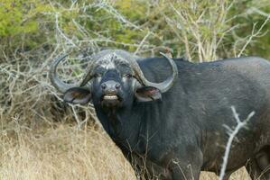 cape buffel mor och kalv, kruger nationell parkera, söder afrika. foto