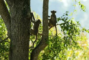 papion apa , kruger nationell parkera , söder afrika. foto