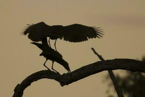 hammarhaj stork, kruger nationell parkera, söder afrika. foto