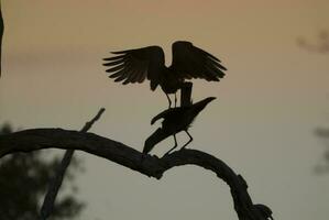 hammarhaj stork, kruger nationell parkera, söder afrika. foto