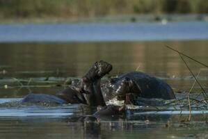 flodhäst amfibie i vattenhål, kruger nationell park, söder afrika foto