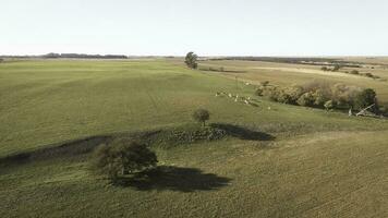 kor i la pampa provins landskap,la pampas, argentina foto