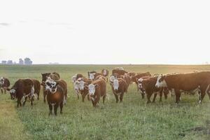 nötkreatur ser till de kamera, patagonien, argentina foto