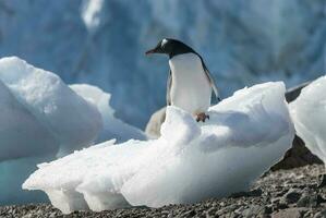 gentoo pingvin, antartika foto