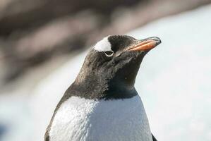 gentoo pingvin, antartika foto