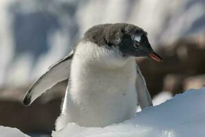 gentoo pingvin par, neko hamn strand, antarktisk halvö. foto