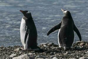 gentoo pingvin par, neko hamn strand, antarktisk halvö. foto