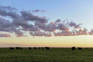 kor betning i de fält, i de pampas enkel, argentina foto