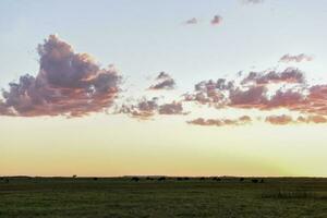 kor betning i de fält, i de pampas enkel, argentina foto