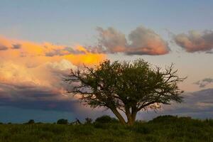 stormig himmel på solnedgång i de pampas fält, la pampa, argentina. foto