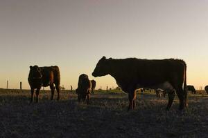 ko betning i pampas landsbygden, la pampa, argentina. foto