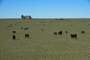 nötkreatur i pampas landsbygden, la pampa, argentina. foto