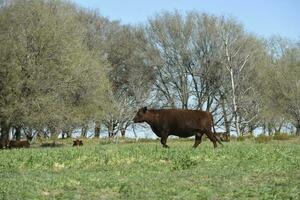 nötkreatur betning i pampas landsbygden, la pampa provins, argentina. foto