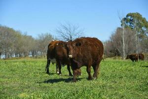 nötkreatur höjning i pampas landsbygden, la pampa provins, argentina. foto