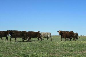 kor matad med naturlig gräs i pampas landsbygden, patagonien, argentina. foto