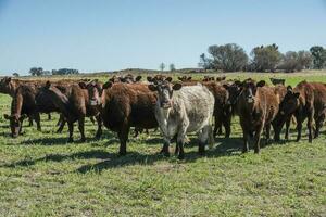 exportera stutar i pampas landsbygden, patagonien, argentina. foto