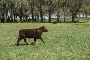 ko betning i pampas landsbygden, la pampa, argentina. foto