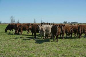 ko betning i pampas landsbygden, la pampa, argentina. foto