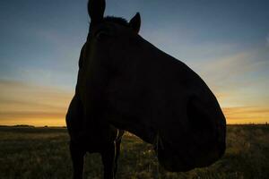 häst silhuett på solnedgång, i de landsbygden, la pampa, argentina. foto