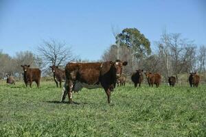 nötkreatur betning i pampas landsbygden, la pampa, argentina. foto