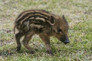 bebis vild vildsvin ,sus scrofa, la pampa , argentina. foto