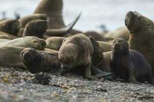 päls täta pups i föder upp koloni, halvö valdes, argentina foto