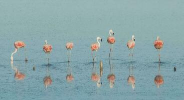 flock av rosa flamingos i en salt lagunen, patagonien, argentina foto