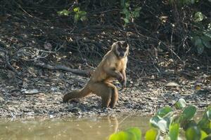 brun randig tuftade capuchin apa, pantanal, brasilien foto