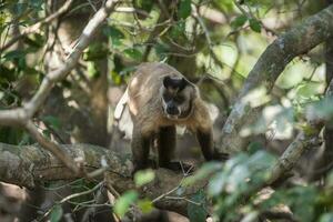 brun randig tuftade capuchin apa, pantanal, brasilien foto