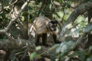 brun randig tuftade capuchin apa, pantanal, brasilien foto