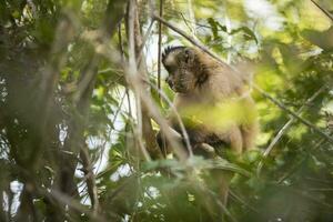 brun randig tuftade capuchin apa, pantanal, brasilien foto