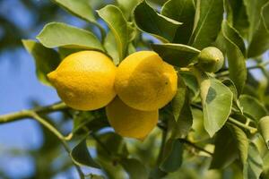 citroner från fruktträdgård i de citron- träd, patagonien foto