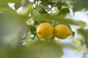 citroner från fruktträdgård i de citron- träd, patagonien foto