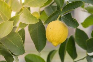 citroner från fruktträdgård i de citron- träd, patagonien foto