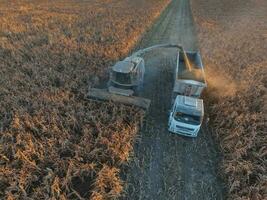 skörda i de argentine landsbygden, pampas, argentina foto