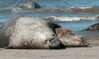 elefant täta par parning, halvö valdes, patagonien, argentina foto