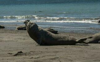 manlig elefant täta, halvö valdes, patagonien, argentina foto