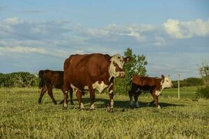 nötkreatur och kalv , pampas landsbygd, la pampa provins, argentina. foto