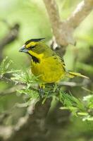 gul kardinal, gubernatrix cristata, endangered arter i la pampa, argentina foto