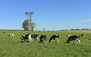 nötkreatur i argentine landsbygd, la pampa provins, argentina. foto