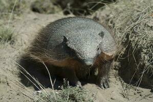 hårig bältdjur, i öken- miljö, halvö valdes, patagonien, argentina foto