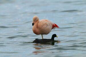 flamingo och sothöna i en lagun, tierra del fiego, patagonien, argentina. foto